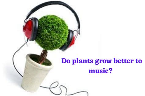 Do Plants Grow Faster with Music? – A Multidisciplinary Exploration